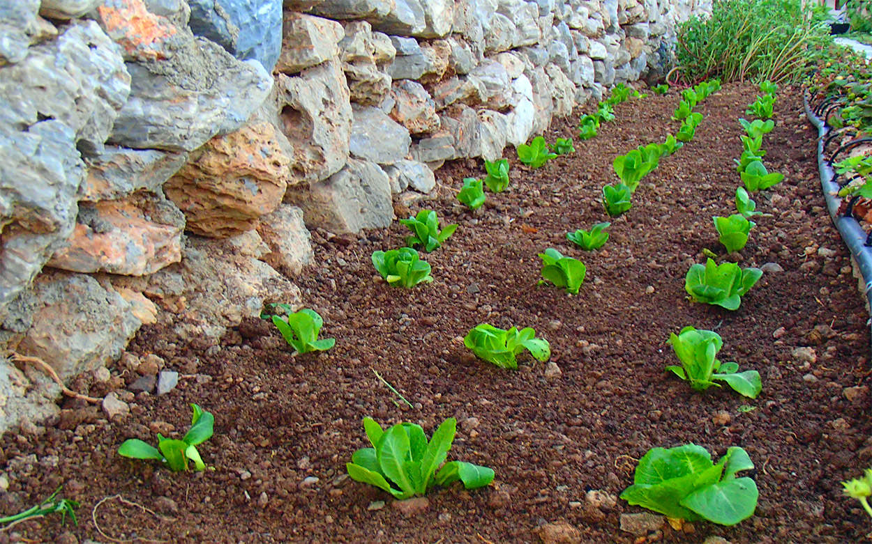 Pavlos x2 Folegandros - Agrotourism